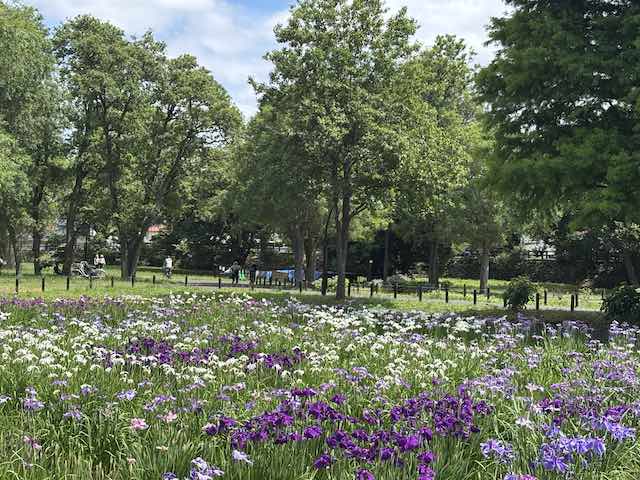 水元公園のはなしょうぶ園