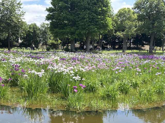 水元公園の花菖蒲
