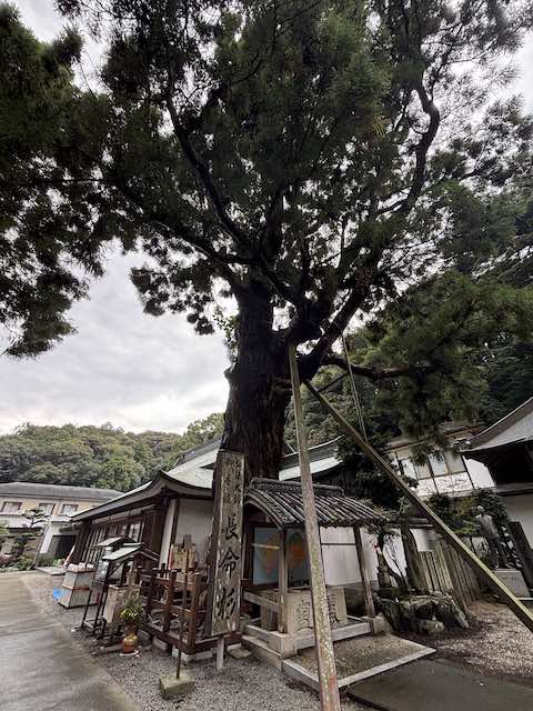 極楽寺の境内に立つ長命杉の大木