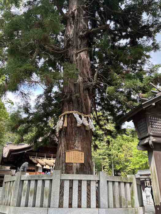 諏訪大社下社秋宮の根入りの杉
