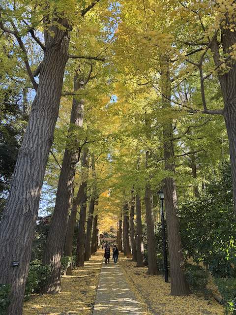 大田黒公園の園路に高く伸びるイチョウ並木の紅葉