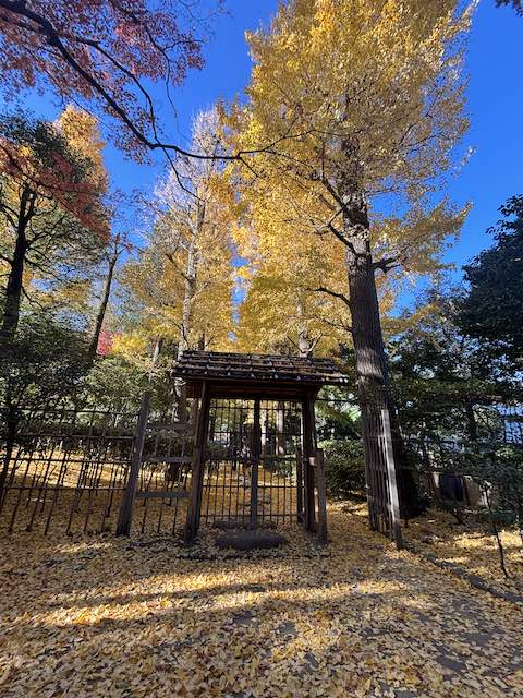 青空の下で黄金色に色づく大田黒公園のイチョウ