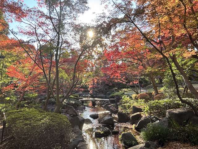 大田黒公園の日本庭園で池を彩る赤い紅葉