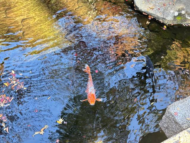 大田黒公園の池を泳ぐ錦鯉と水面に浮かぶ紅葉