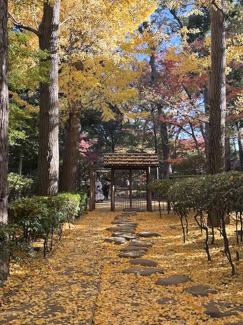 黄色い落ち葉と赤く色づく紅葉が見える大田黒公園の園路