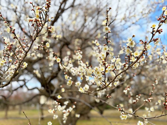 霞城公園 白梅の花