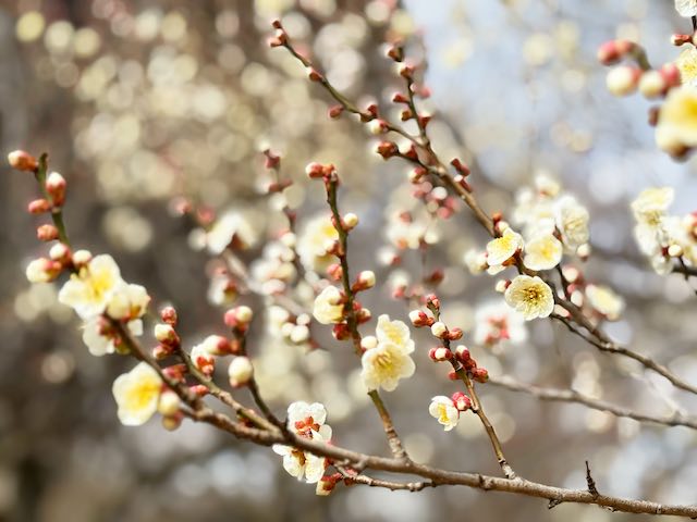 山形市 霞城公園 咲き始めの梅