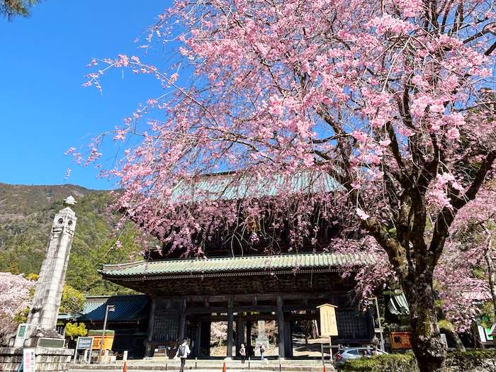 身延山久遠寺の山門と桜