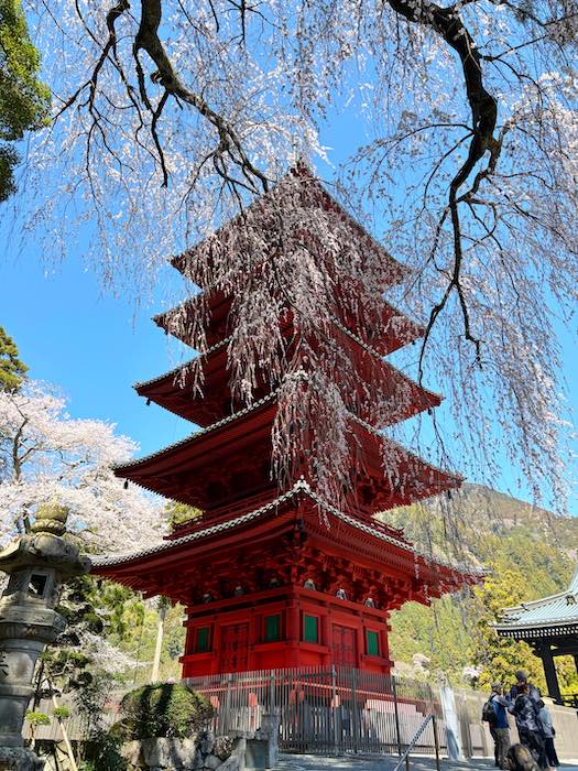 身延山久遠寺の五重塔と桜