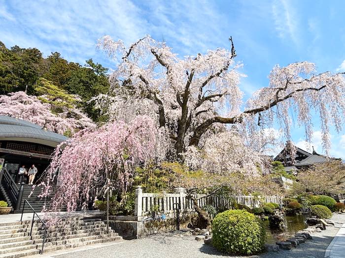 身延山久遠寺の枝垂れ桜