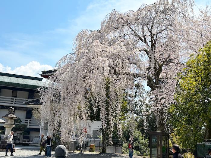 久遠寺のしだれ桜