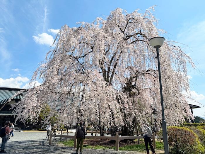 久遠寺の枝垂れ桜