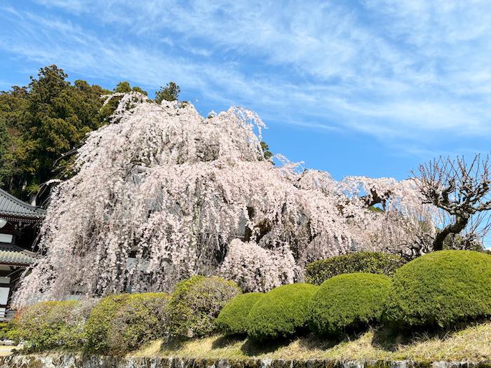 久遠寺の満開のしだれ桜