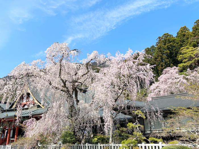 久遠寺祖師堂近くのしだれ桜