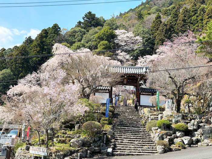 身延山・宿坊付近のしだれ桜