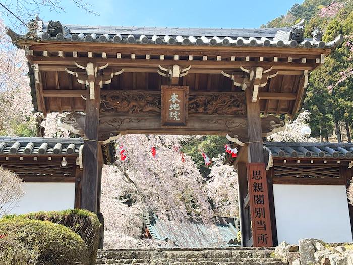 身延山・門からも見える枝垂れ桜