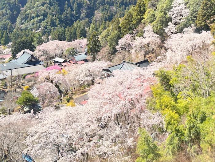 身延山ゴンドラからの桜絵巻