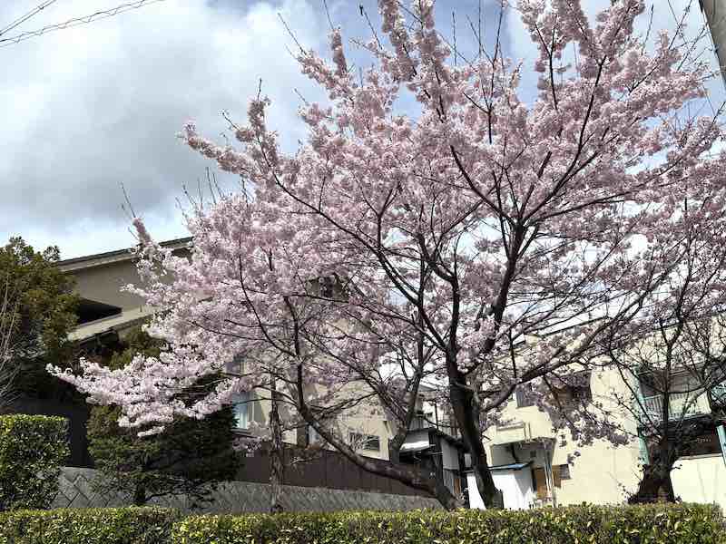 上田市内で見かけた桜