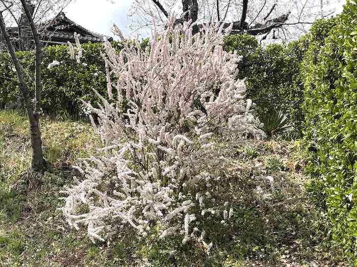 ピンク色のユキヤナギ