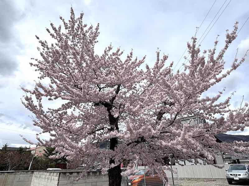 上田市内のお寺に咲く桜