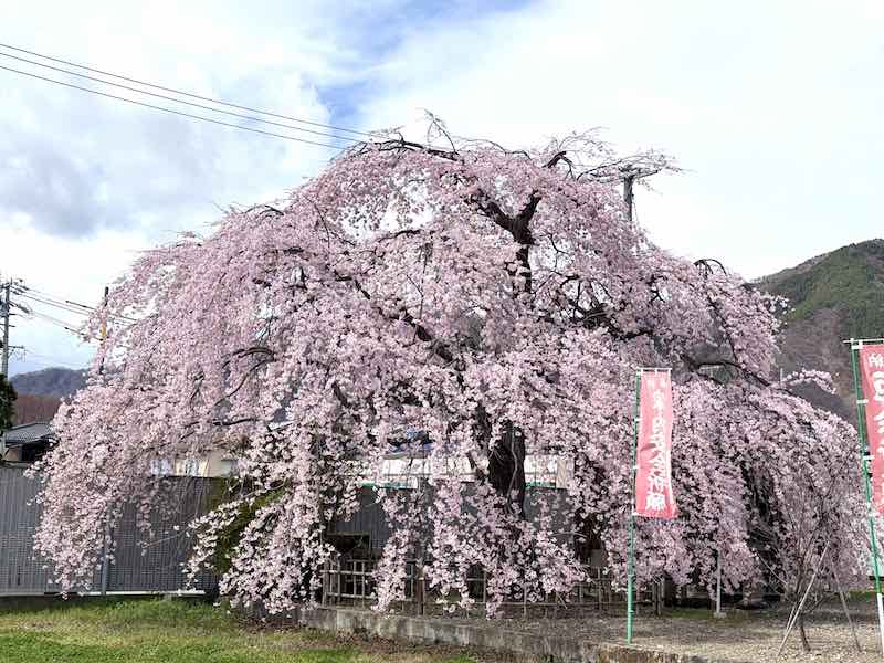 上田大神宮のしだれ桜