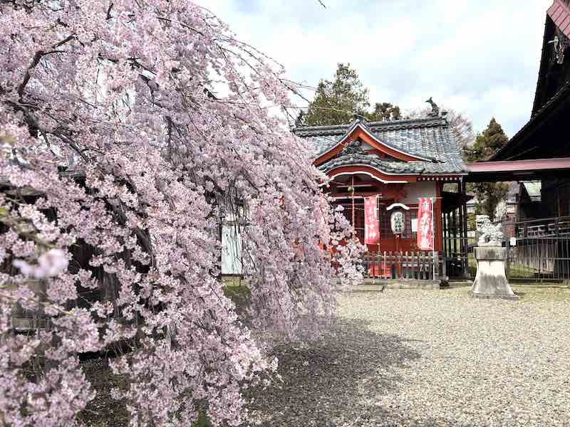 上田大神宮のしだれ桜と神社