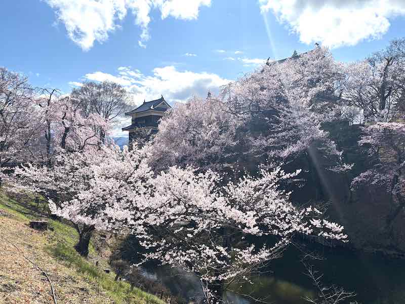 上田城のお堀の桜