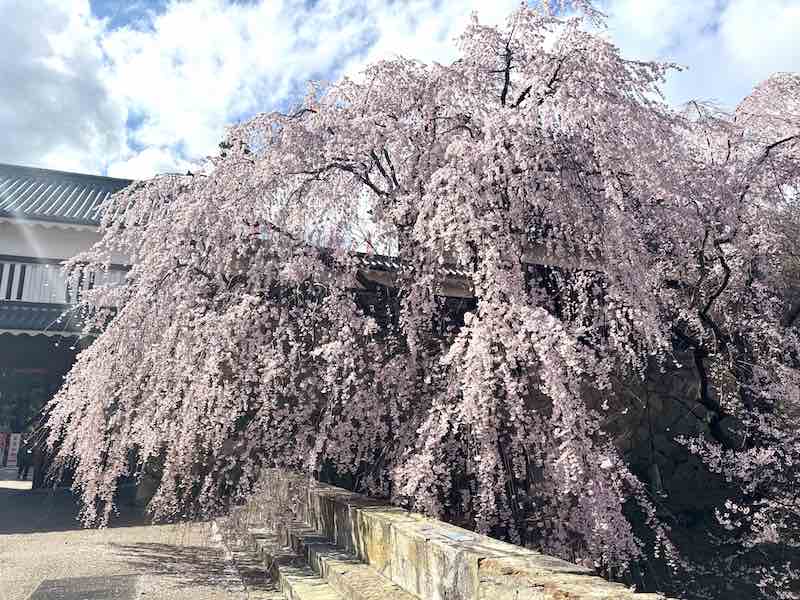 上田城の櫓門前の枝垂れ桜