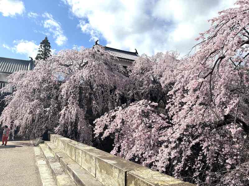 上田城の櫓門前のしだれ桜