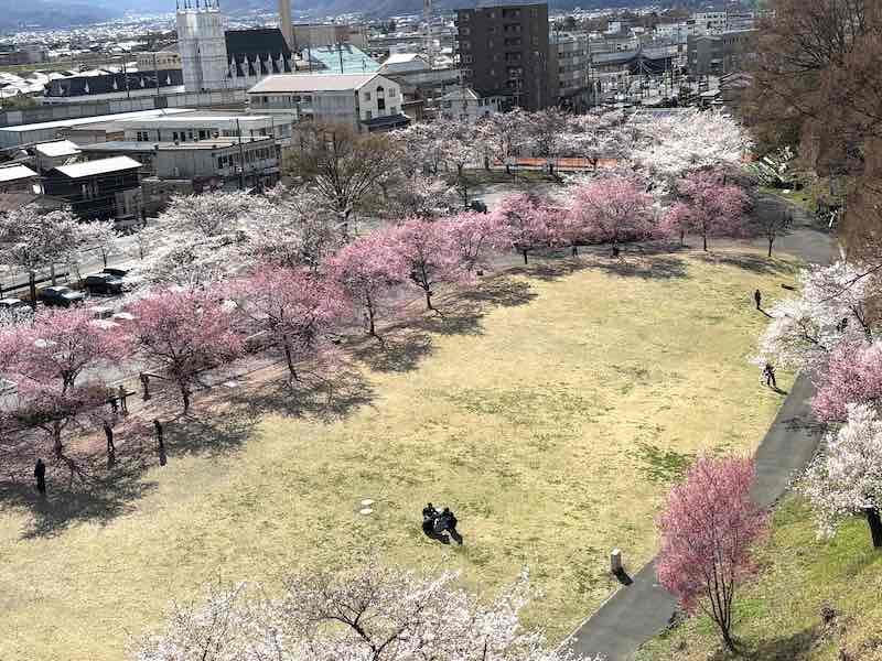 上田城の芝生広場のサツマベニと桜