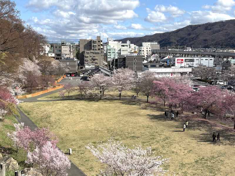 上田城の芝生広場の山桜(サツマベニ)と桜