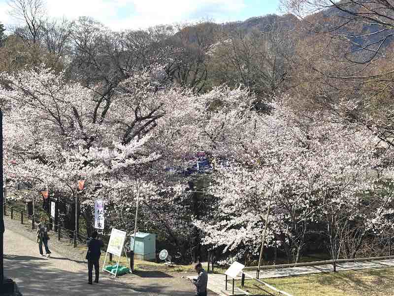 上田城内の桜