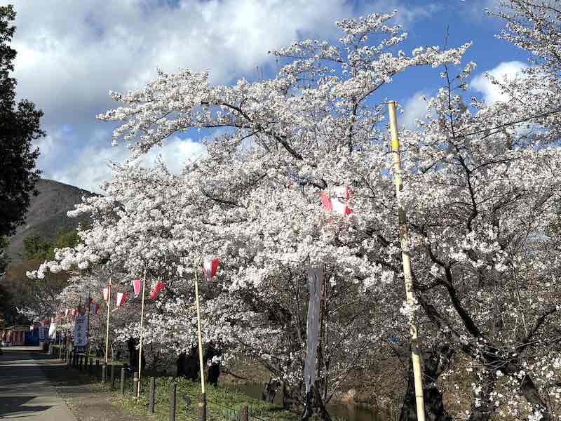 上田城のお堀沿いの桜