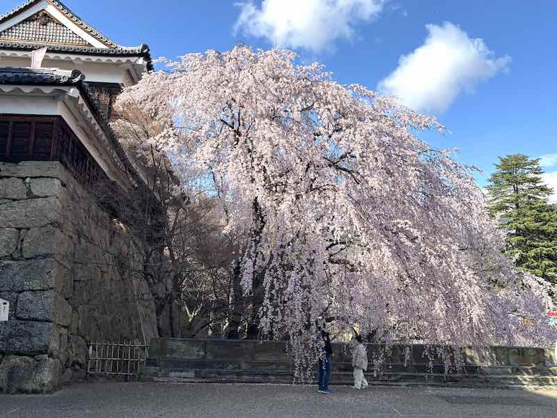 上田城の櫓門前の枝垂れ桜