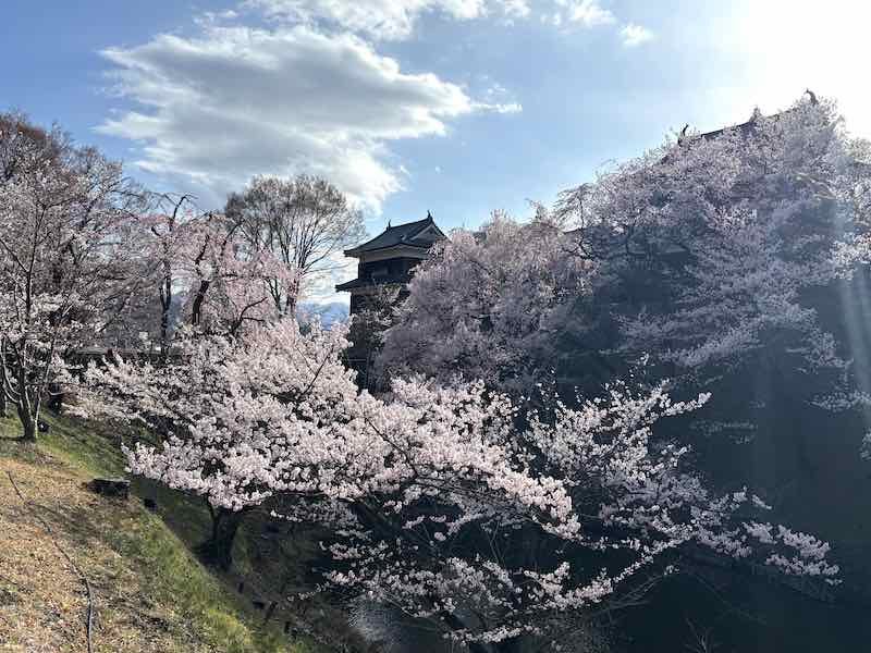 上田城のお堀から見た桜