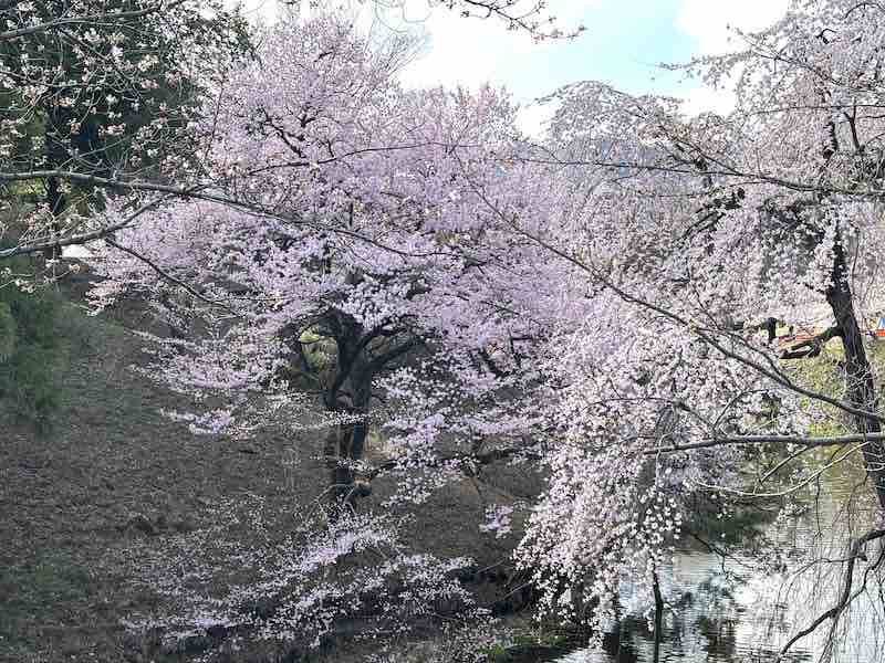 上田城内に咲く桜