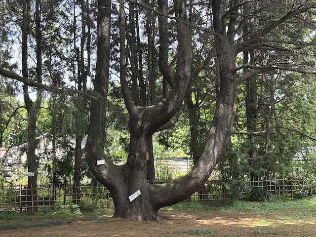 小石川植物園の腰掛けができるような木