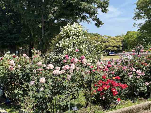 金沢南総合運動公園バラ園の薔薇