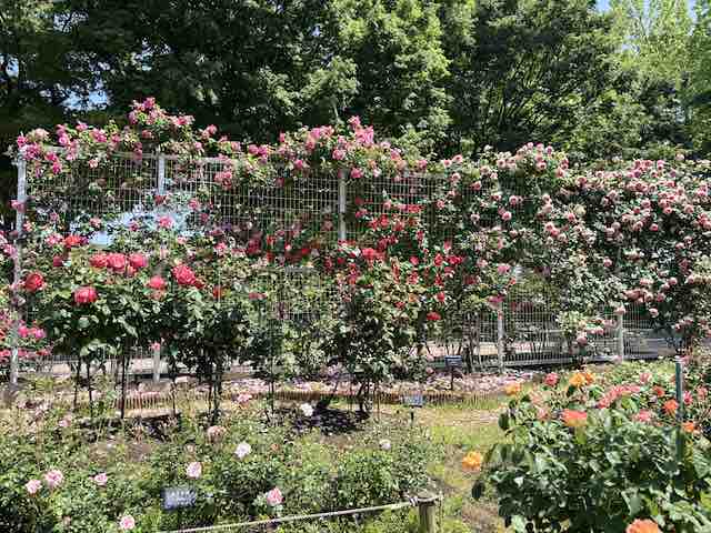 金沢南総合運動公園バラ園のフェンスに咲く薔薇