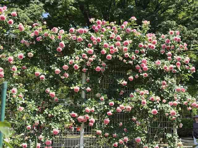 金沢南総合運動公園バラ園のフェンス越しの薔薇