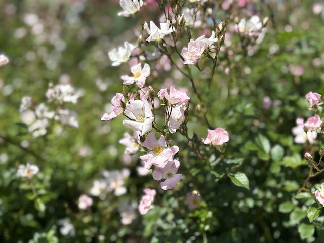 金沢南総合運動公園バラ園の薔薇で春の海