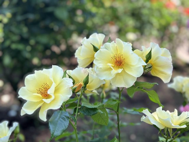 金沢南総合運動公園バラ園の薔薇、金蓮歩