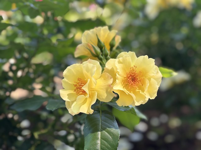 金沢南総合運動公園バラ園の薔薇、金蓮歩