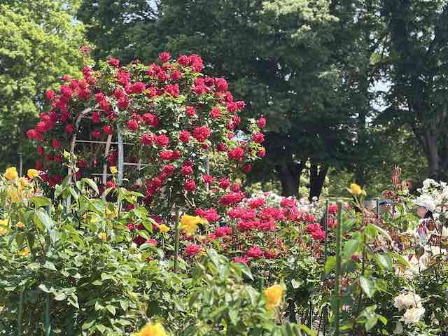 金沢南総合運動公園バラ園の薔薇アーチ