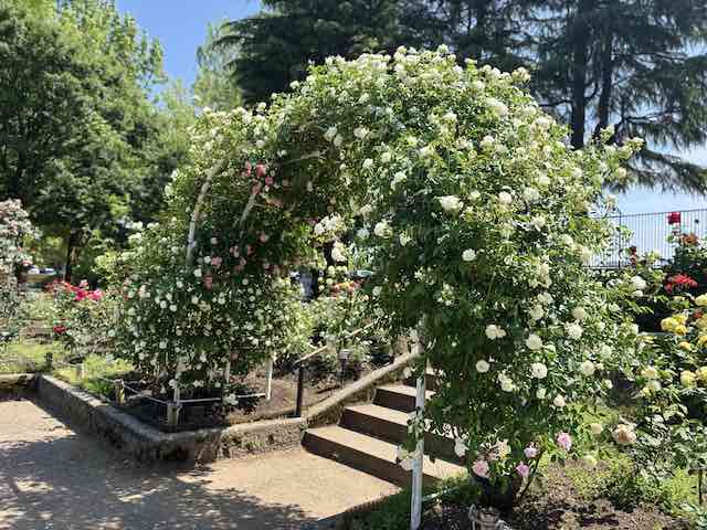 金沢南総合運動公園バラ園の白い薔薇のアーチ