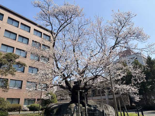 見頃前でも力強く咲く石割桜