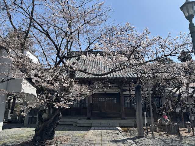 龍谷寺の境内に咲く桜