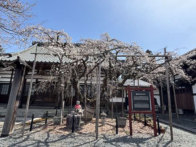 龍谷寺の儚げなモリオカシダレ
