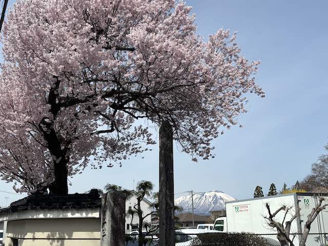 桜越しに望む冠雪の岩手山
