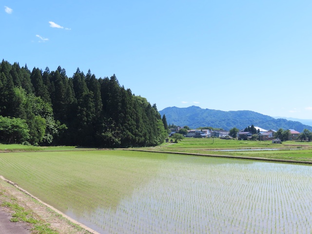 田植えが終わったばかりの水田（魚沼の里）